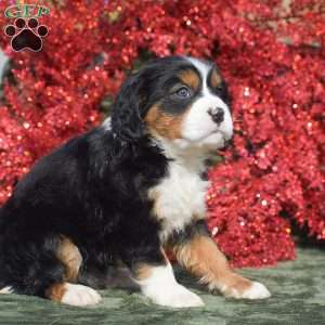 Francesca, Miniature Bernese Mountain Dog Puppy