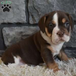 Bella, Beabull Puppy