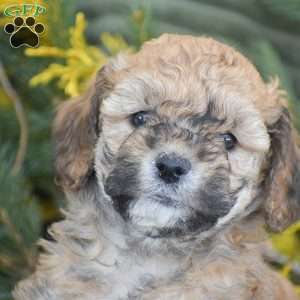Nikki, Miniature Poodle Puppy
