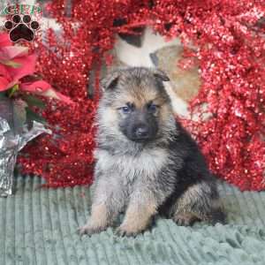 Scooby, German Shepherd Puppy