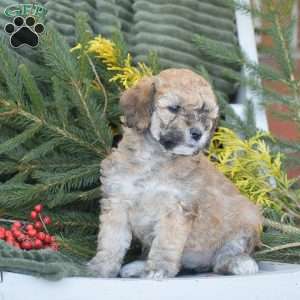 Nikki, Miniature Poodle Puppy