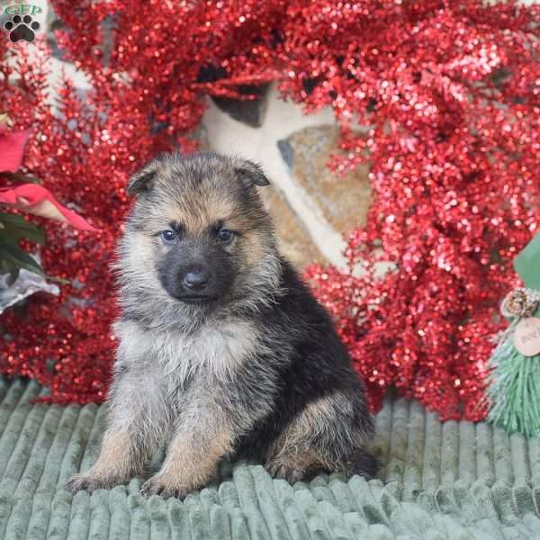 Scooby, German Shepherd Puppy