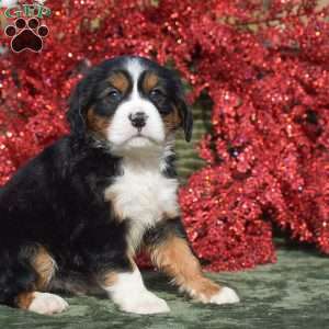 Francesca, Miniature Bernese Mountain Dog Puppy