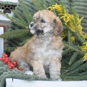 Nikki, Miniature Poodle Puppy