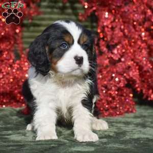 Fabian, Miniature Bernese Mountain Dog Puppy