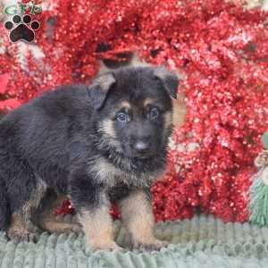 Lincoln, German Shepherd Puppy
