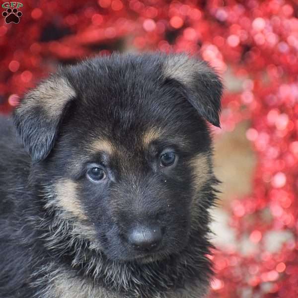 Lincoln, German Shepherd Puppy