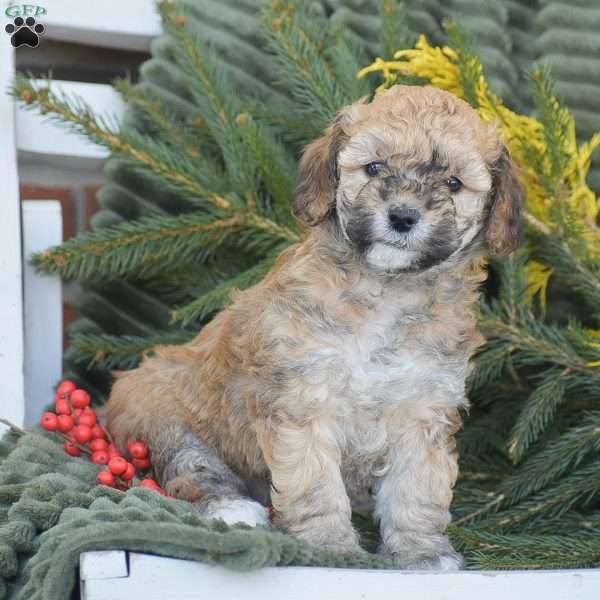 Nikki, Miniature Poodle Puppy