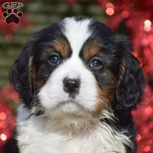 Fabian, Miniature Bernese Mountain Dog Puppy