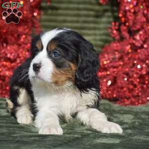 Fabian, Miniature Bernese Mountain Dog Puppy