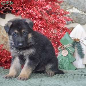 Lincoln, German Shepherd Puppy
