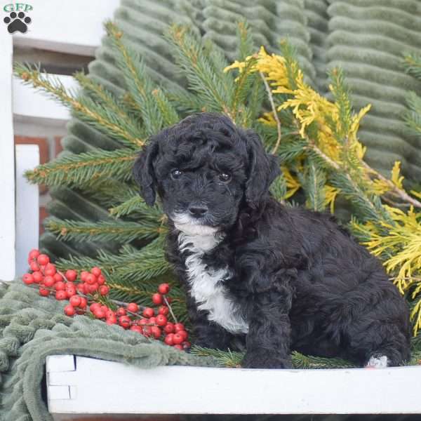 Noelle, Miniature Poodle Puppy