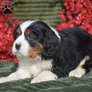 Fabian, Miniature Bernese Mountain Dog Puppy
