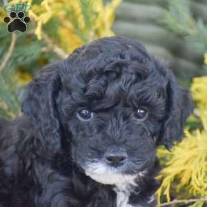 Noelle, Miniature Poodle Puppy