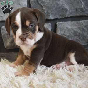 Bella, Beabull Puppy