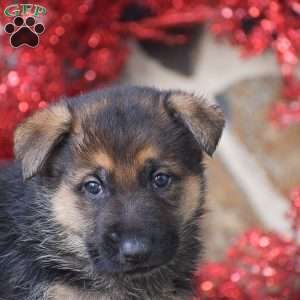 Duke, German Shepherd Puppy
