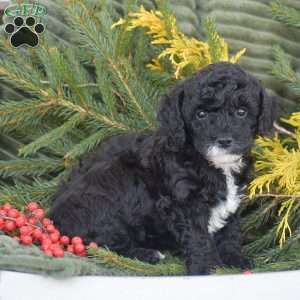 Noelle, Miniature Poodle Puppy