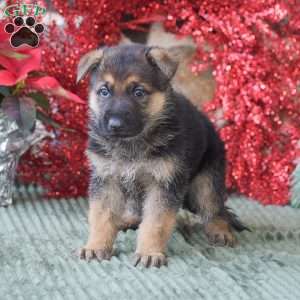 Duke, German Shepherd Puppy