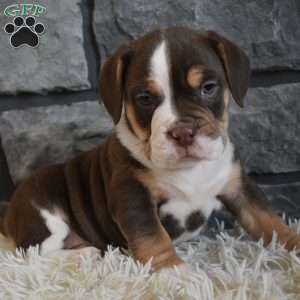 Bella, Beabull Puppy