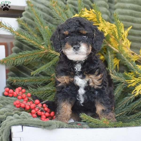 Nugget, Miniature Poodle Puppy