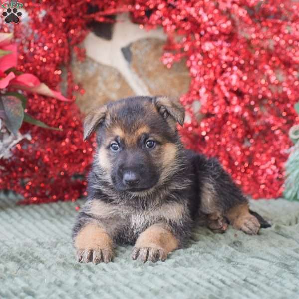 Duke, German Shepherd Puppy