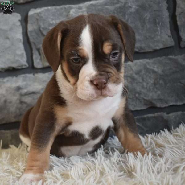 Bella, Beabull Puppy