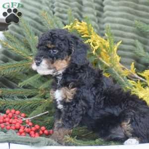Nugget, Miniature Poodle Puppy