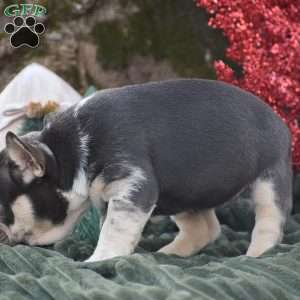 Natalie, French Bulldog Puppy