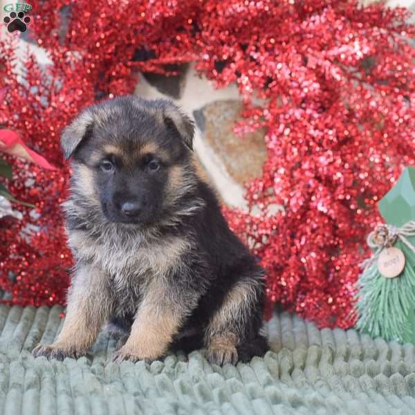 Bentley, German Shepherd Puppy