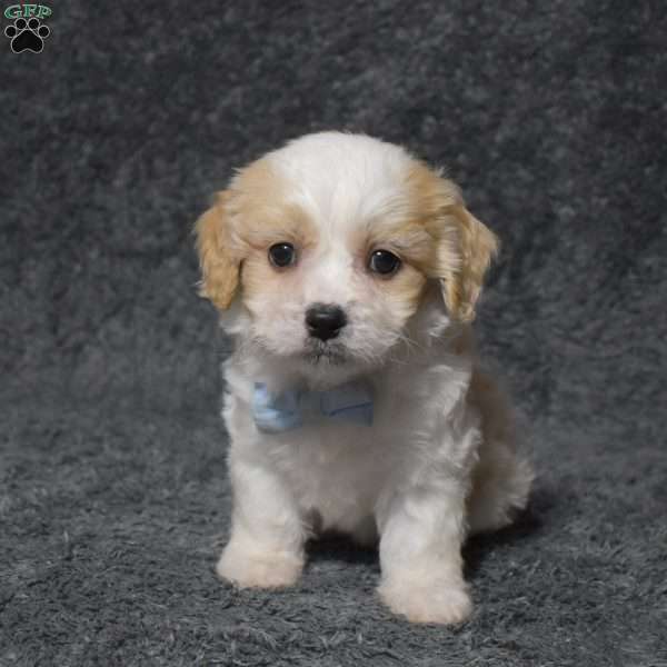 Harley, Cavachon Puppy