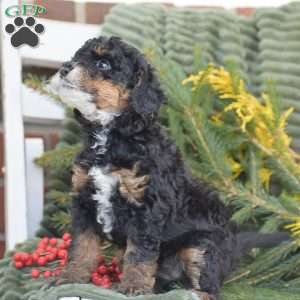 Nugget, Miniature Poodle Puppy