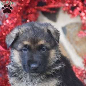 Bentley, German Shepherd Puppy
