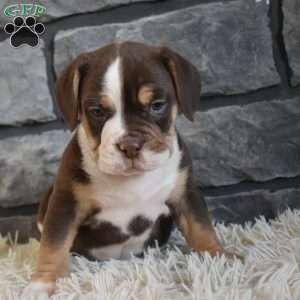 Bella, Beabull Puppy