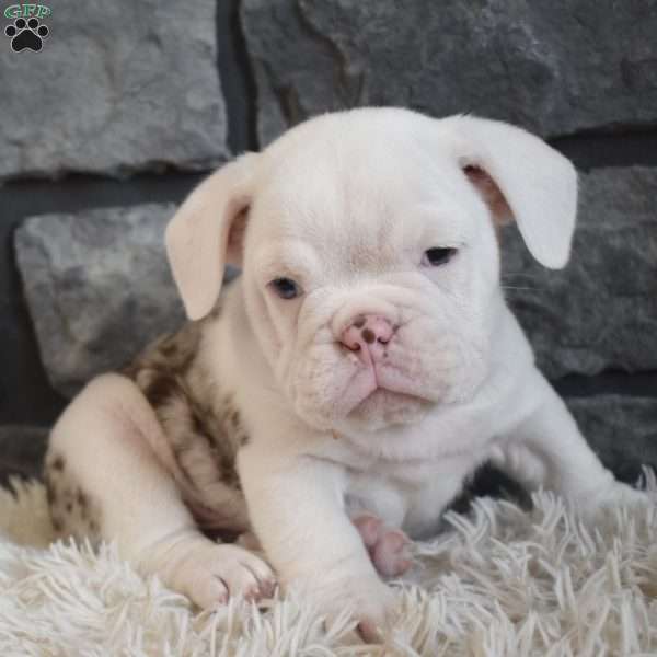 Bentley, Beabull Puppy