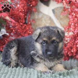 Bentley, German Shepherd Puppy