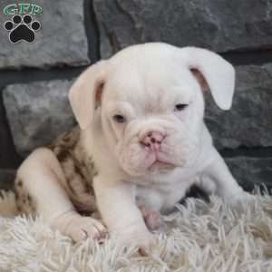 Bentley, Beabull Puppy