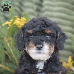 Nugget, Miniature Poodle Puppy