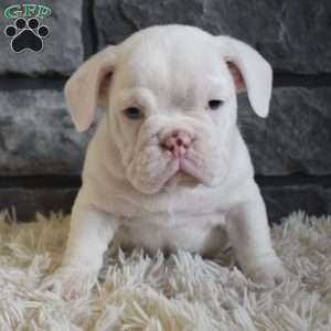 Bentley, Beabull Puppy