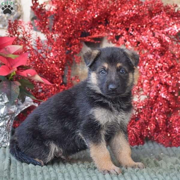 Rusty, German Shepherd Puppy
