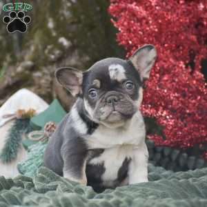 Natalie, French Bulldog Puppy