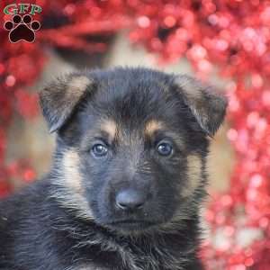 Rusty, German Shepherd Puppy