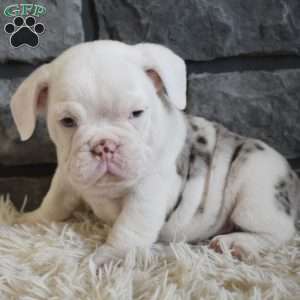 Bentley, Beabull Puppy