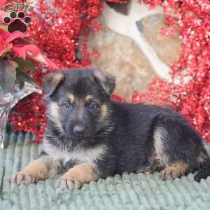 Rusty, German Shepherd Puppy