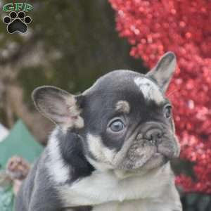 Natalie, French Bulldog Puppy