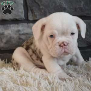 Bentley, Beabull Puppy