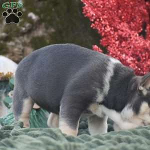 Natalie, French Bulldog Puppy