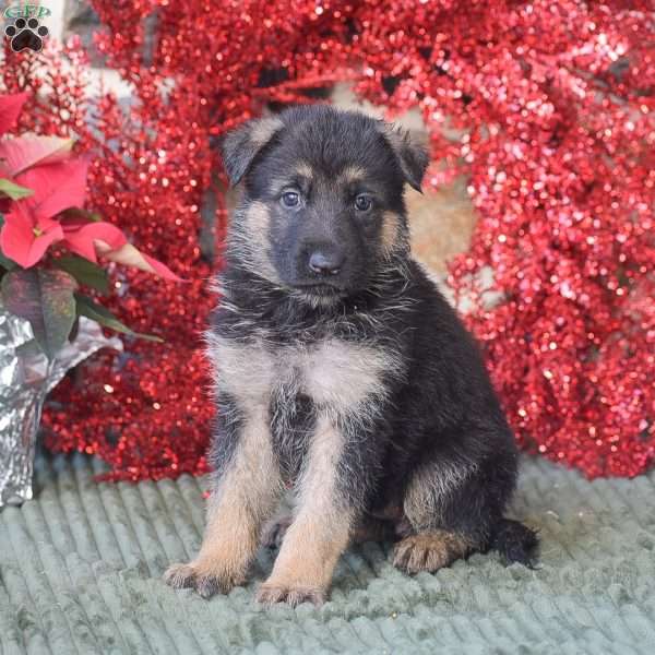 Sophie, German Shepherd Puppy