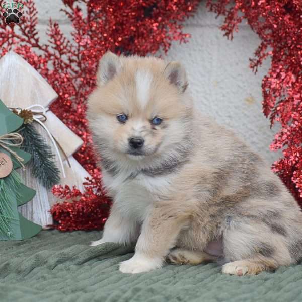 Smokey, Pomsky Puppy