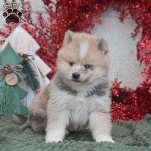 Smokey, Pomsky Puppy