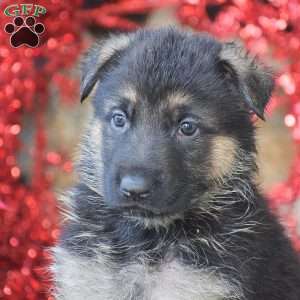 Sophie, German Shepherd Puppy